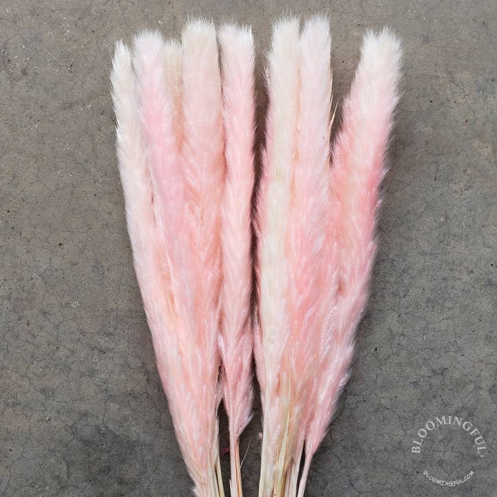 Dried Pampas Grass, 24-28" Small - Pink Cotton Candy (002) for wholesale by BLOOMINGFUL.COM