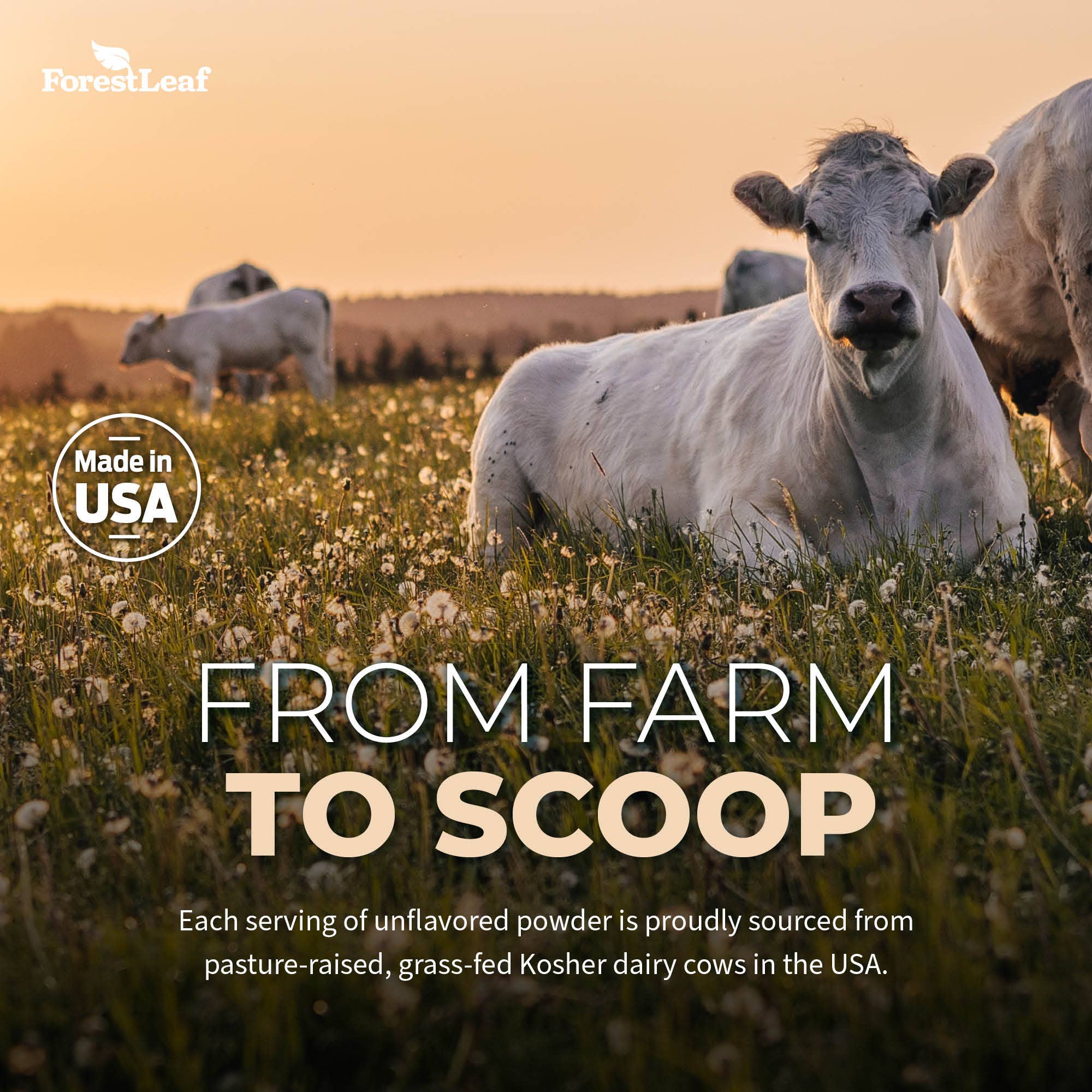 Forest Leaf - Wholesale Oral Supplement/Vitamin - Colostrum 50% IgG3