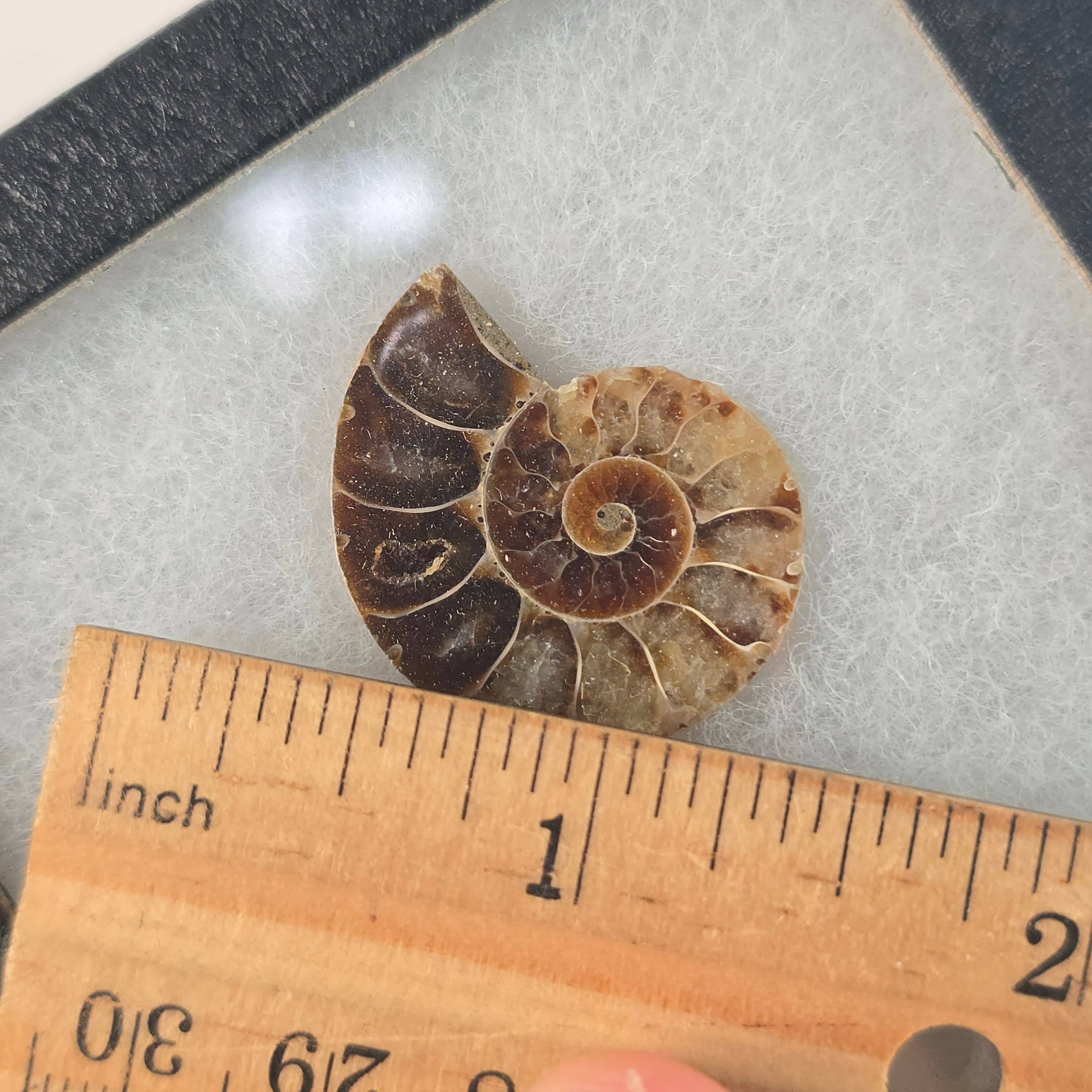 Aquamarine Daydream Wholesale - Wholesale Spiritual Stone/Crystal - Ammonite Riker Box ~ Fossil Specimen ~ Crystals & Minerals2