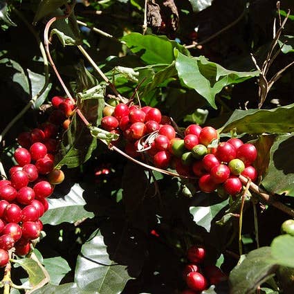 Ollois - Wholesale Oral Supplement/Vitamin - Olloïs Coffea Cruda 200CK Vegan Organic kosher, 80 Pellets8