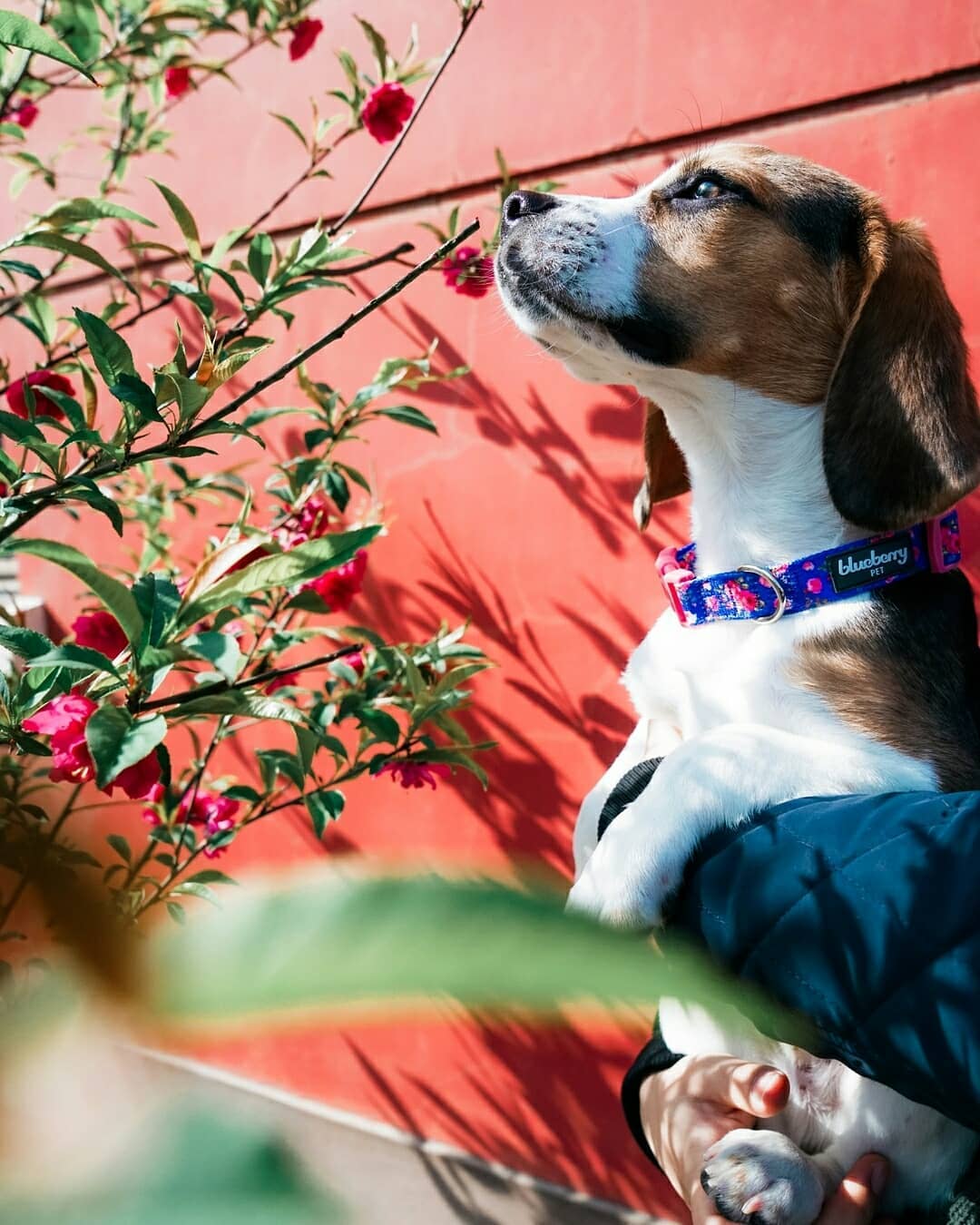 Blueberry Pet - Wholesale Halsband - Hond - Lichtgewicht verstelbare hondenhalsband met lente bloemenpatroon17