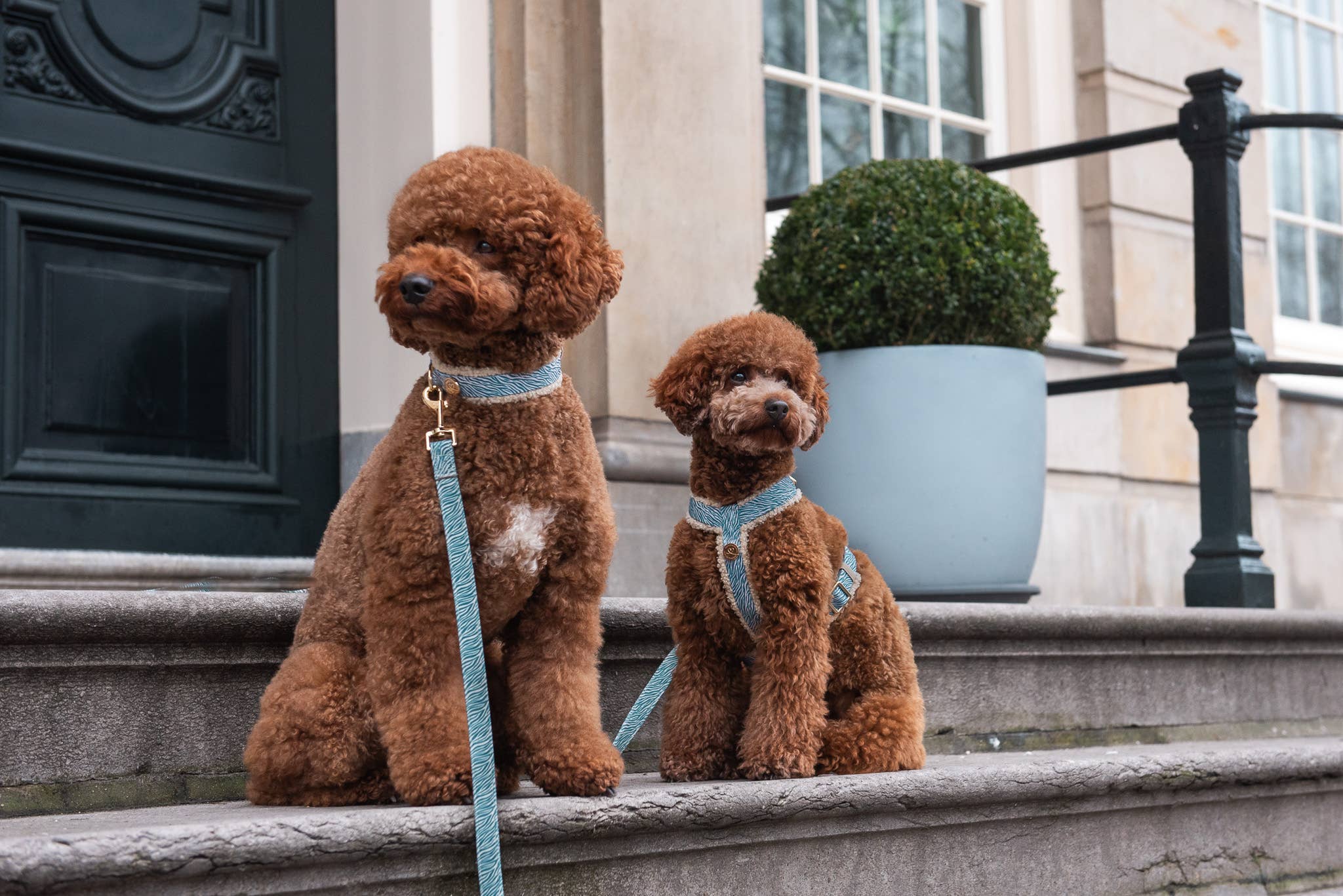 Floofs and Cookies - Wholesale Pet Harness - Dog - Nobu harness2