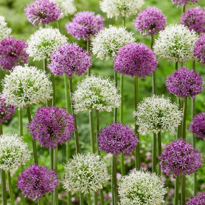 Oasis of Life - Wholesale Plant seeds - Allium bulbs – 15 flower bulbs – Purple & White mix – Flower bulbs for garden & bed – Ornamental garlic with purple and white flowers – Hardy spring bloomers