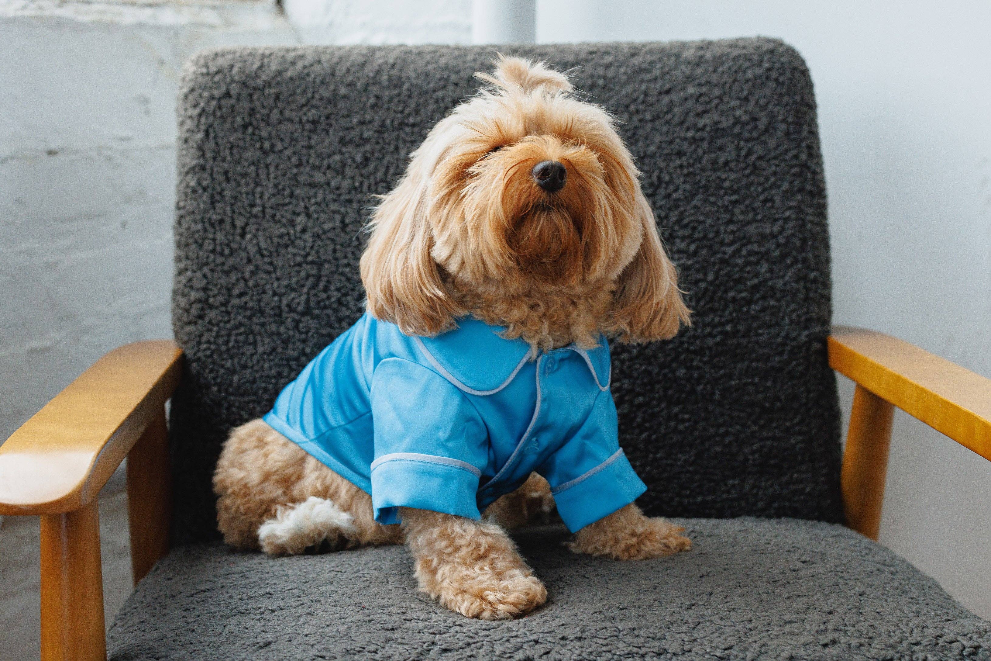 Both Tails - Wholesale Pet Pajamas - Dog - Blue Pet PJs4