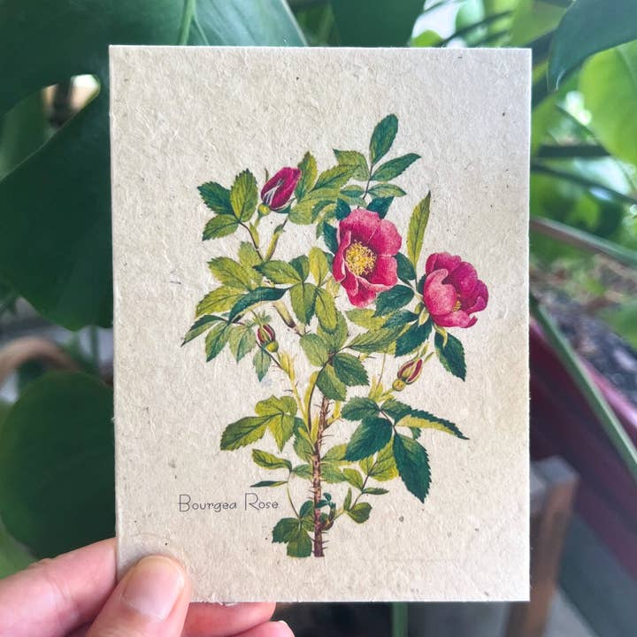 Plantable Seed Card || Zero Waste || Supports Women MVW21 for wholesale by Marissa Kay Co