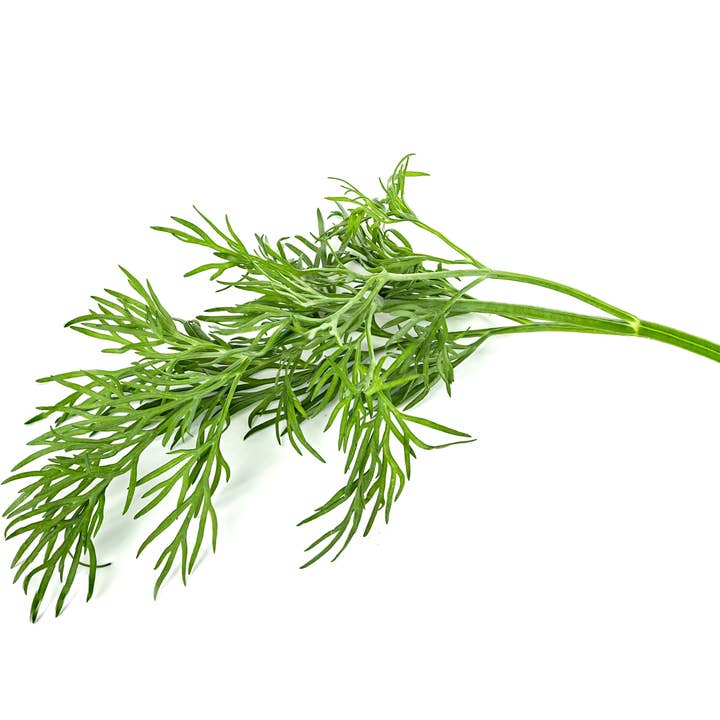 Dill Plant Pods for wholesale by Click and Grow