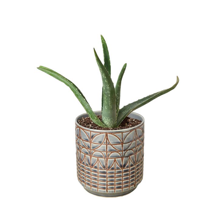 House Plant Wholesale WEST - Wholesale Live Plant - Aloe Vera, Low Maintenance Live Plant6