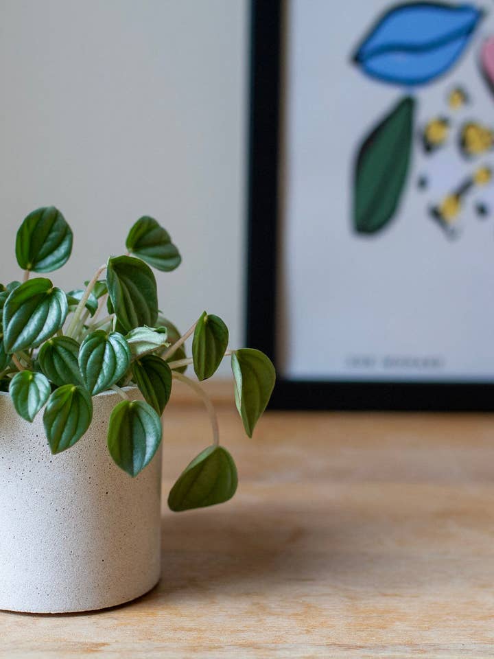 Small Planter - Flora for wholesale by Calico Collective