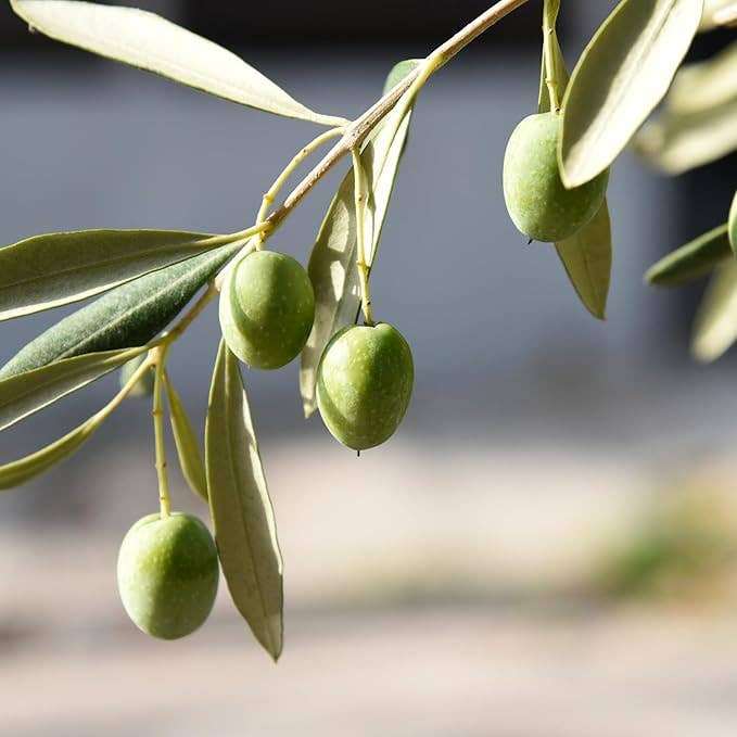Bono USA Inc. - Wholesale Olives - Bono Castelvetrano Sicilian Whole Green Olives Natural 5