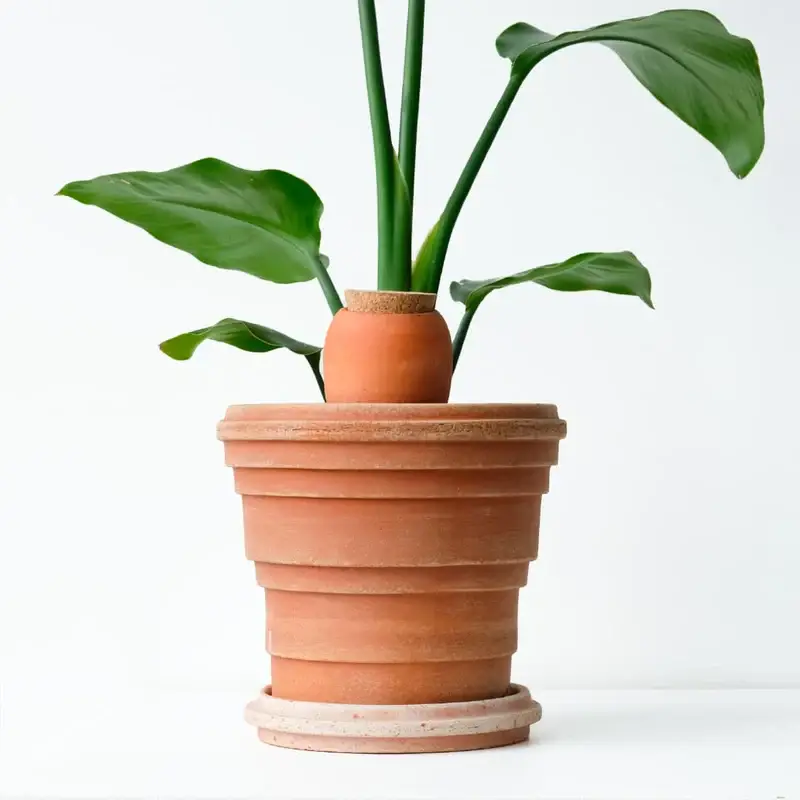 Pepin - Wholesale Fertilizer - Plantcare routine2