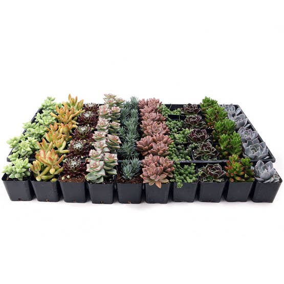 Mountain Crest Gardens - Wholesale Succulent - Best Value Succulents Bulk 50-Pack (10 Varieties, 2" Pots)1