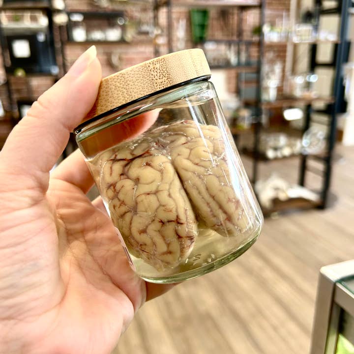 Mz. Jones’ Curio, Inc. - Wholesale Decorative Tabletop Object - Sheep Brain Jars1