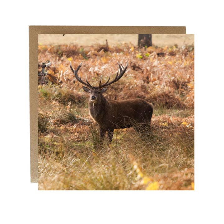 Stag Greeting Card - card with wild stag on the front. for wholesale by Alex Sharp