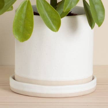 Vassoio e fioriera Organics - Farina d'avena per la vendita all'ingrosso da parte di Chickidee