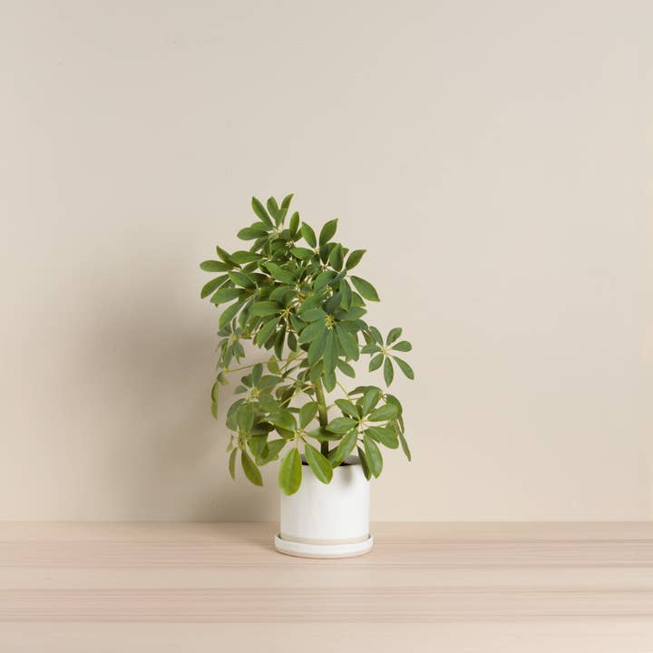 Chickidee - Wholesale Plant Pot - Organics Planter & Tray - Oatmeal