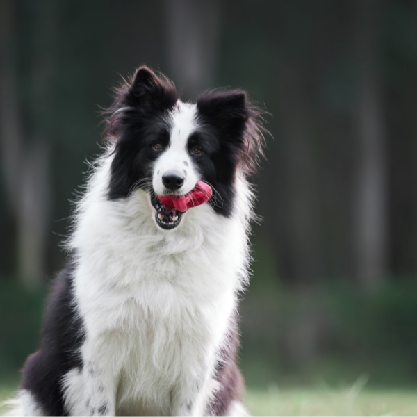 Poochie-Pets - Wholesale Pet Chew Toy - Dog - Geo-AstroRolly Natural Rubber Enrichment Dog Toy 
7