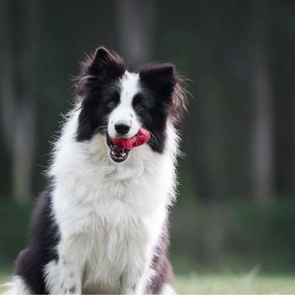 Poochie-Pets - Wholesale Pet Chew Toy - Dog - Geo-AstroRolly Natural Rubber Enrichment Dog Toy
7