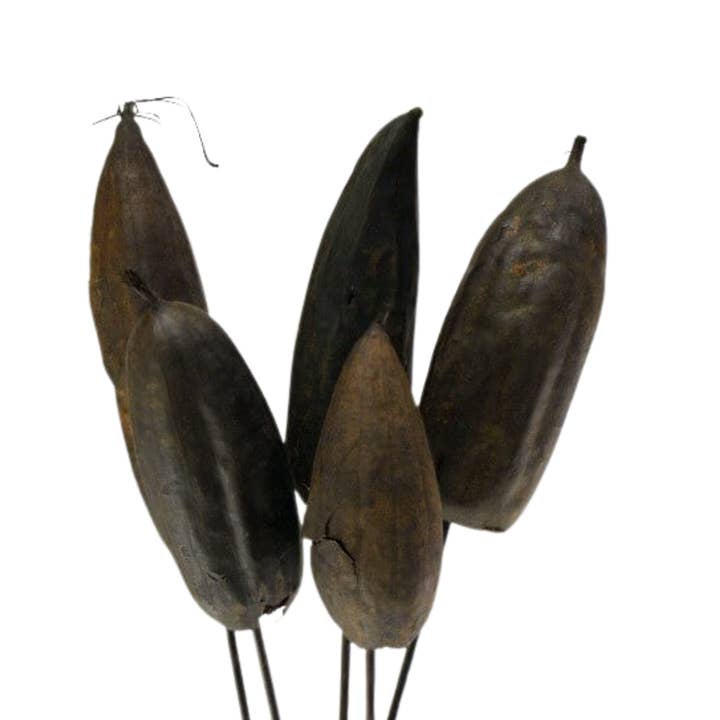 Botanico Ltd. - Wholesale Dried/Pressed Flowers - Jhinga Pods2