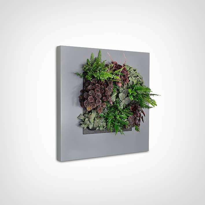 LivePicture 1 for wholesale by Suite Plants