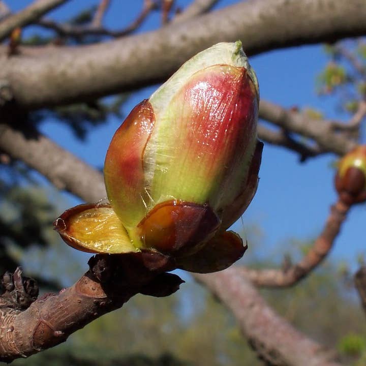 Lemuria – Engroshandel Kosttilskud og vitaminer – Kosttilskud til tryk og stress - EQUILIBRE1 - 30 ml5