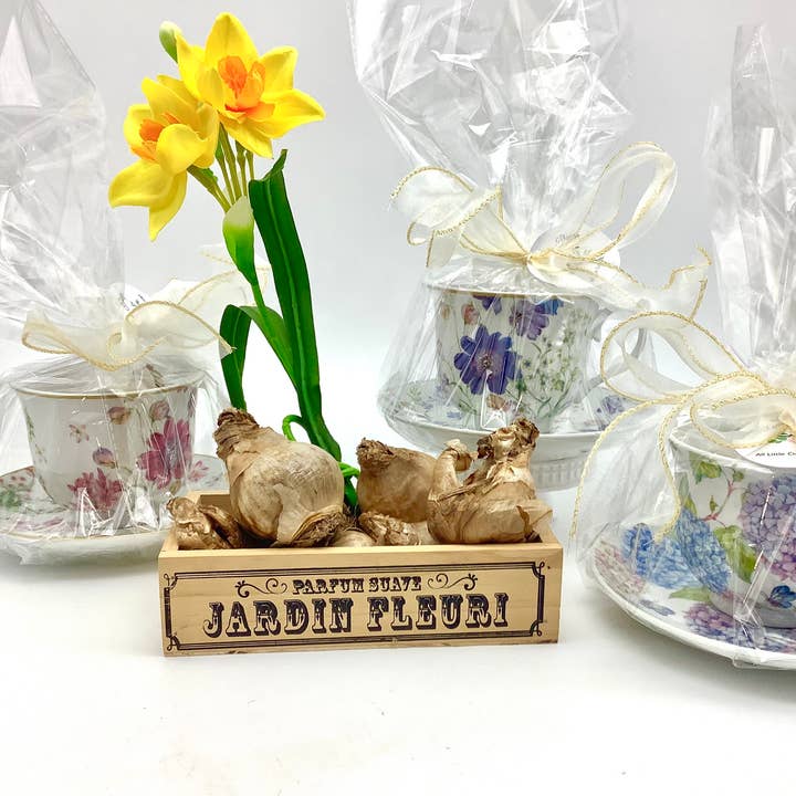 All Little Cute Things - Wholesale Party Favor - Dutch Daffodil Bulb in a Teacup, Garden Tea Party Favors3