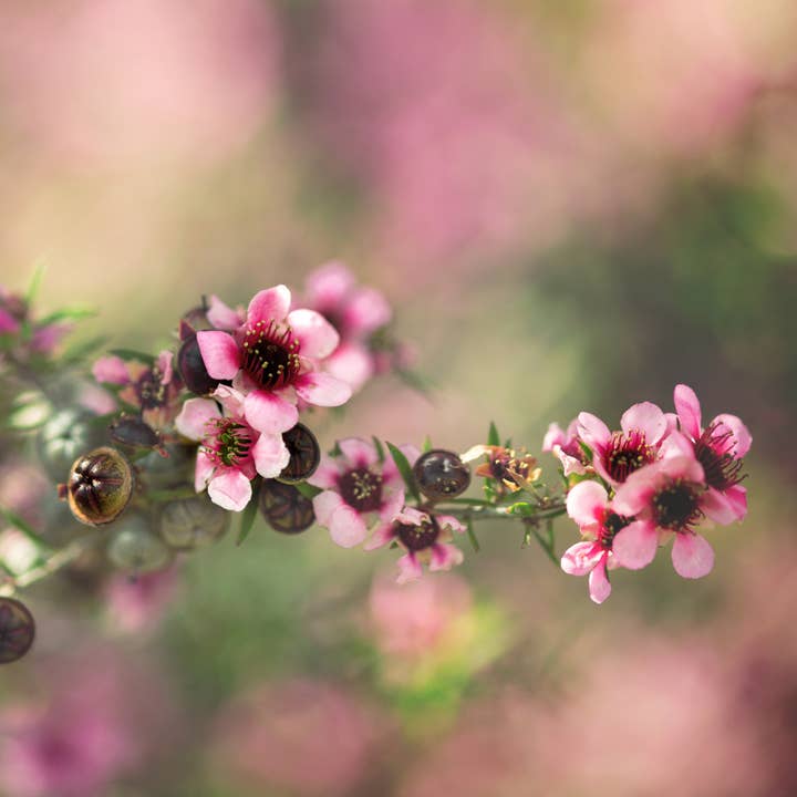 Fairywren Candle Company - Wholesale Jar/filled candle - Australian Wildflowers - Perennial White 320g3