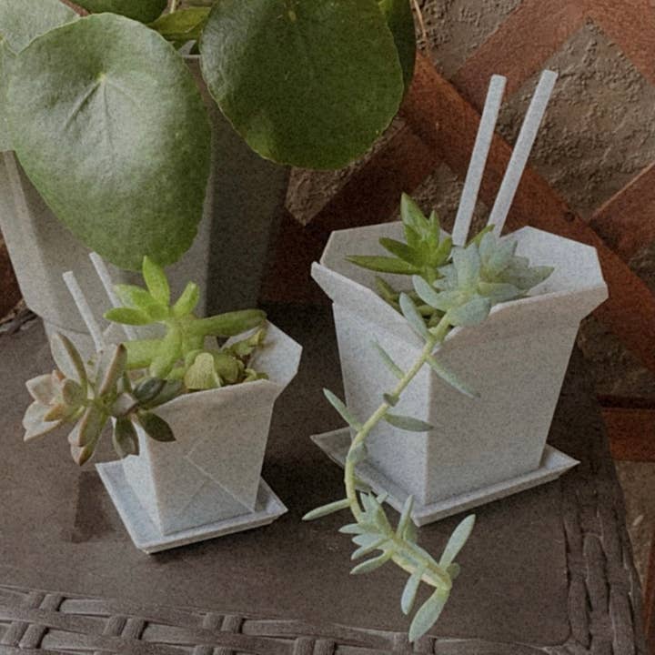 Peachy Pilea - Wholesale Planter box - Take Out Box Planter | More Sizes + Colors Available2