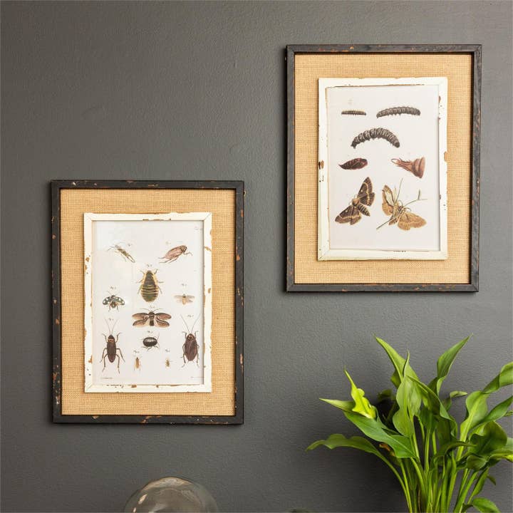 Insekt Naturhistorie Indrammede Tryk – Sæt med 2 Assorterede for engroshandel hos Audrey's Home & Gift