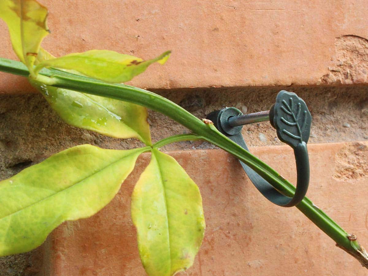 JARDIN Y NATURA OUTDOOR & GARDEN PRODUCTS SL - Wholesale Trellis - Supports for climbing plants (8u) - CLIMBING TIE2