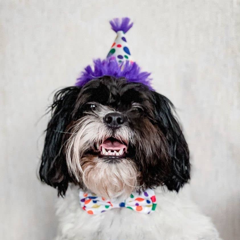 Huxley & Kent - Wholesale Pet Hat - Dog - Happy Barkday Party Hat with SnugFit®4
