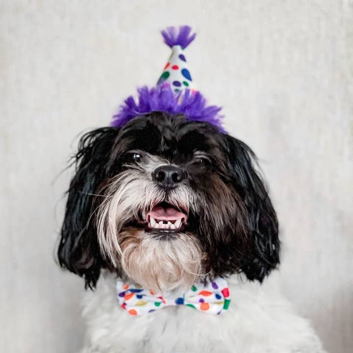 Huxley & Kent - Wholesale Pet Hat - Dog - Happy Barkday Party Hat with SnugFit®4
