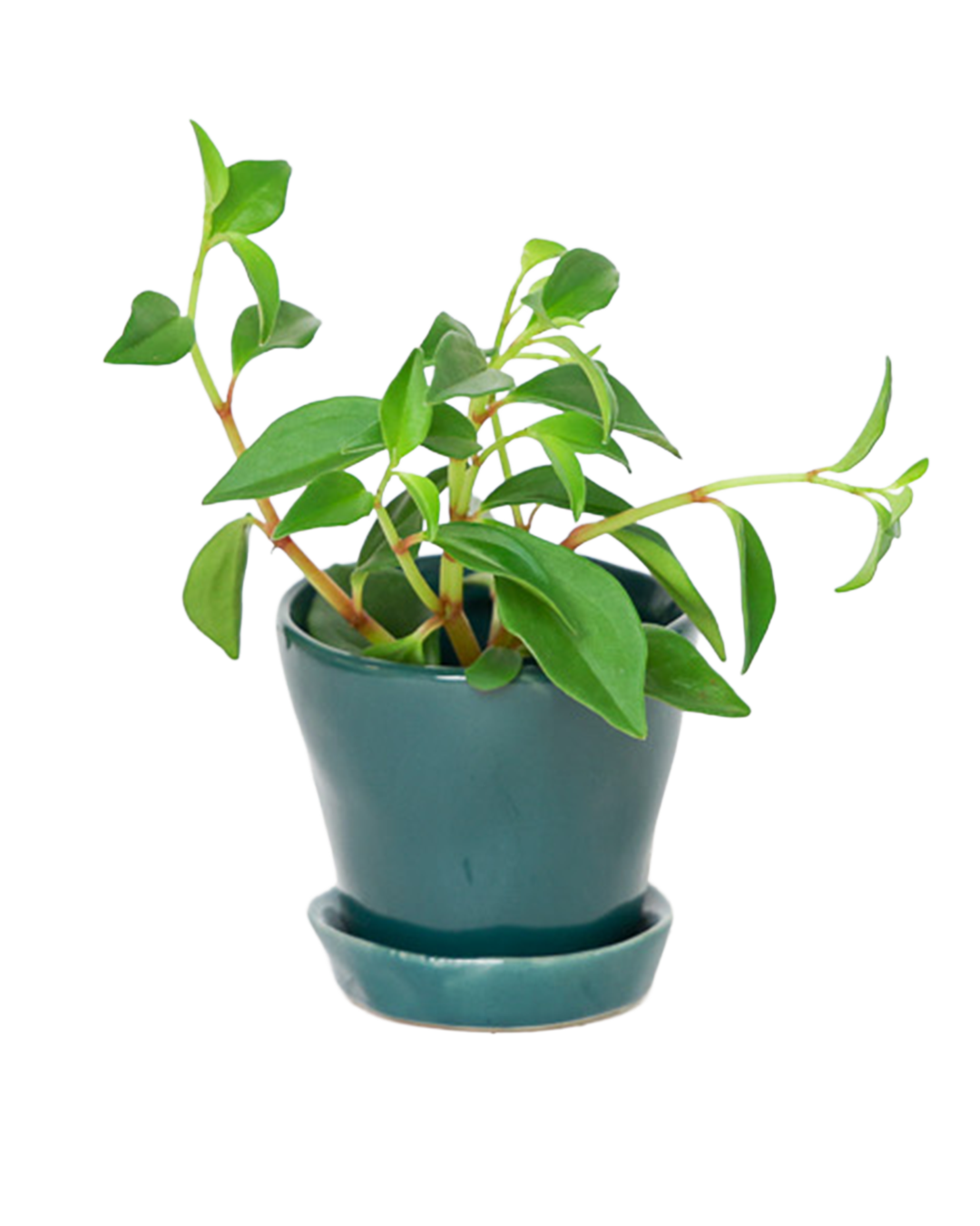 Chive - Wholesale Plant Pot - Tika Ceramic Pots With Saucer And Drainage Hole - 3"5