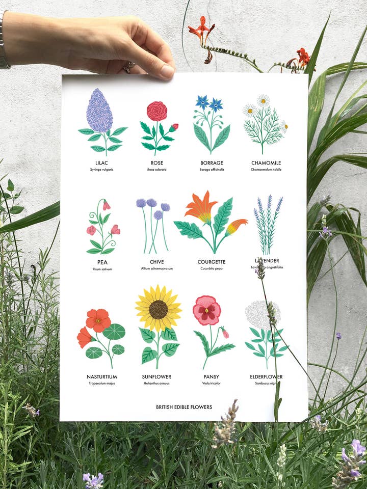 Edible flower chart, flowers, wall art, A3 art print, flower for wholesale by Holly Maguire