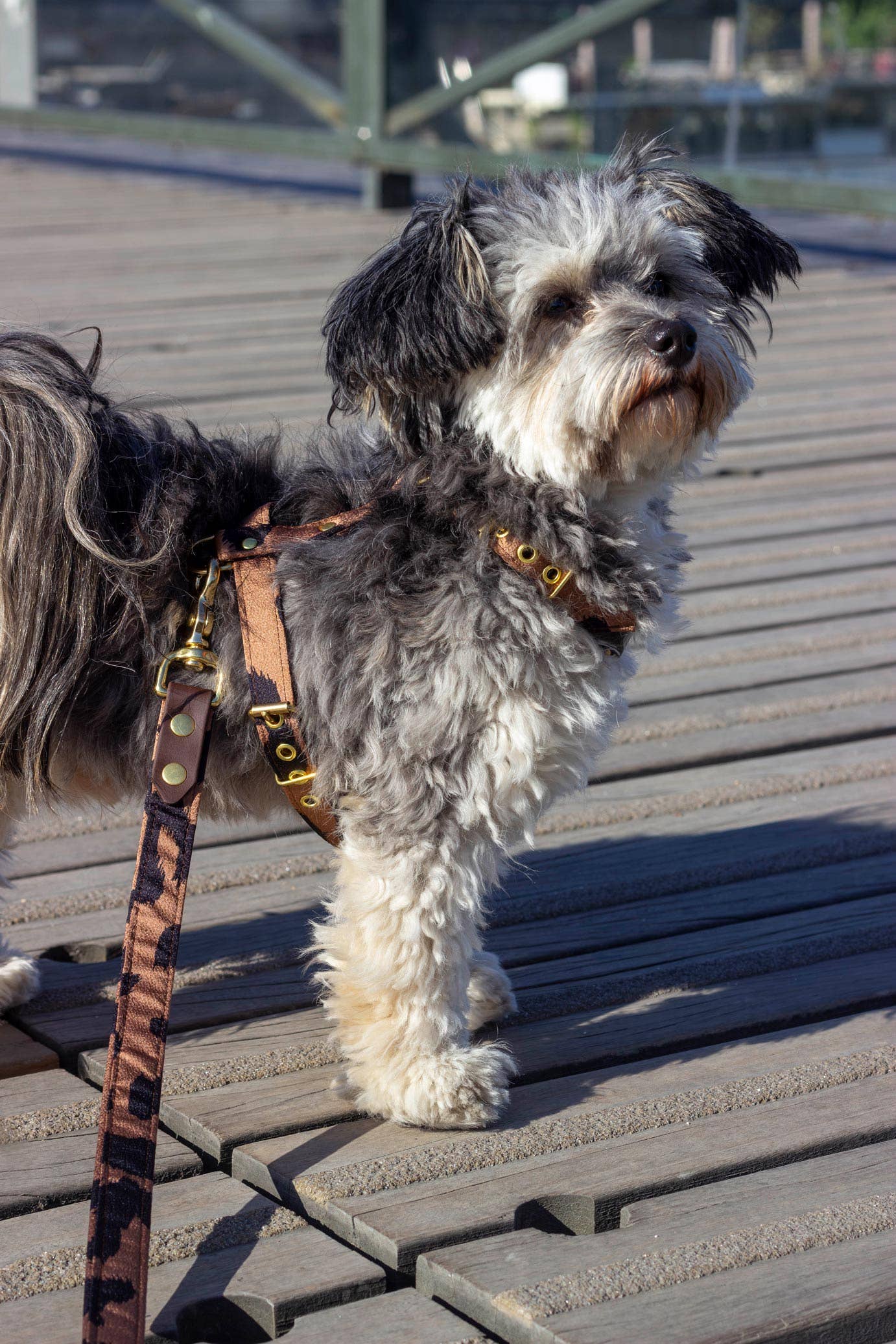 Atelier Markiz - Wholesale Pet Leash - Dog - Let Wild5