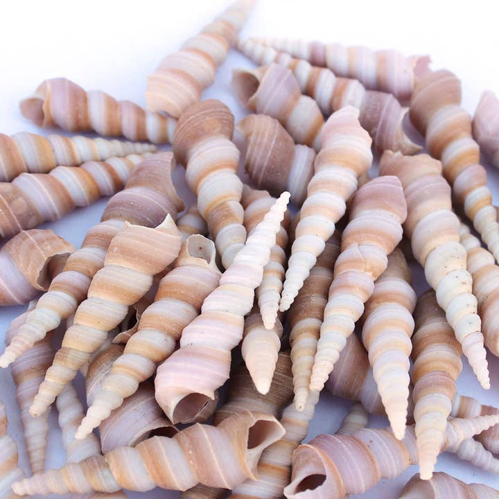 California Seashell Company - Wholesale Decorative Tabletop Object - Purple Terebra Turritella Craft Seashells