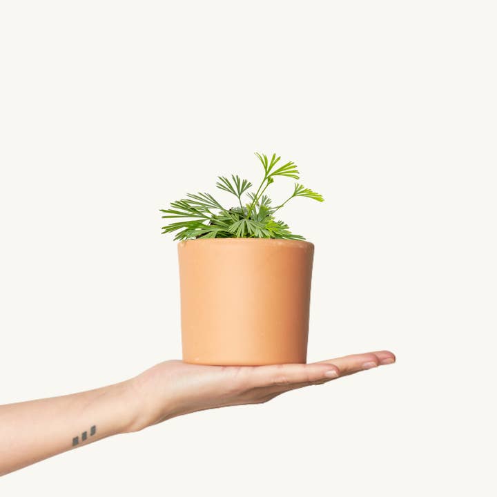 Bregne Actiniopteris Australis Tiny for engroshandel hos Miniplanta