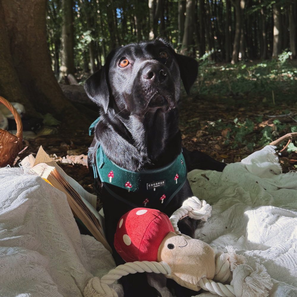 Cocopup London - Wholesale Pet Harness - Dog - Toadstool Trails Adjustable Neck HARNESS7