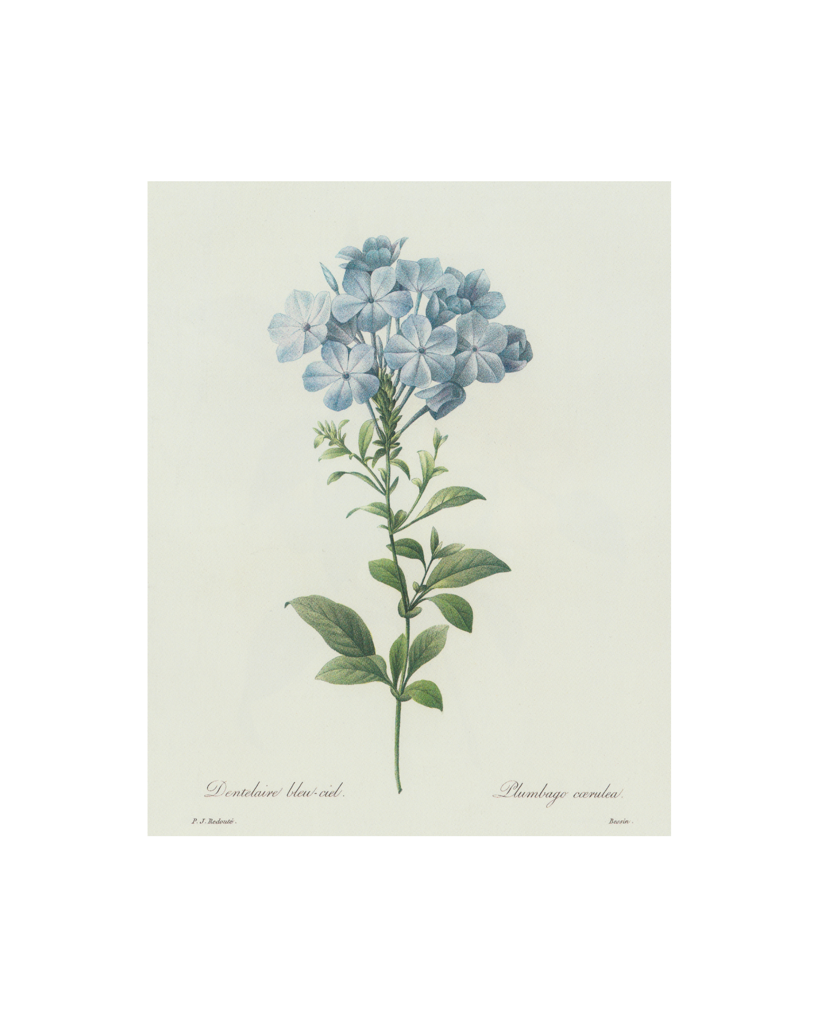 Sea to Skye - Wholesale Art Print - Blue Hydrangea Antique Print1