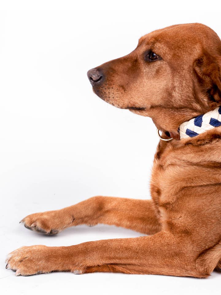 Het KW nautische touw en leren halsband voor wholesale door Kendall Wags