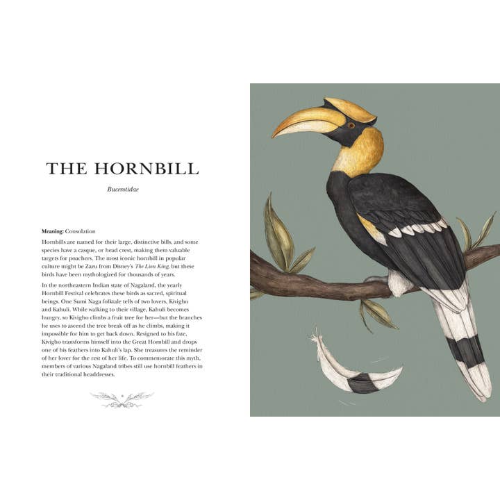 Simon & Schuster UK – wholesale Nature & outdoors book – Ornithography4