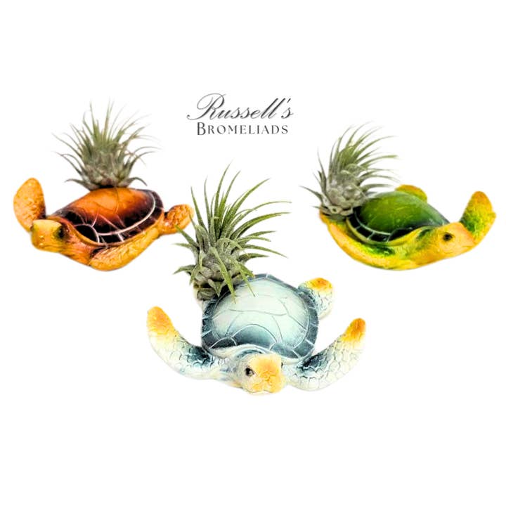 Turtles with Air Plants (Magnet) for wholesale by Russell's Bromeliads