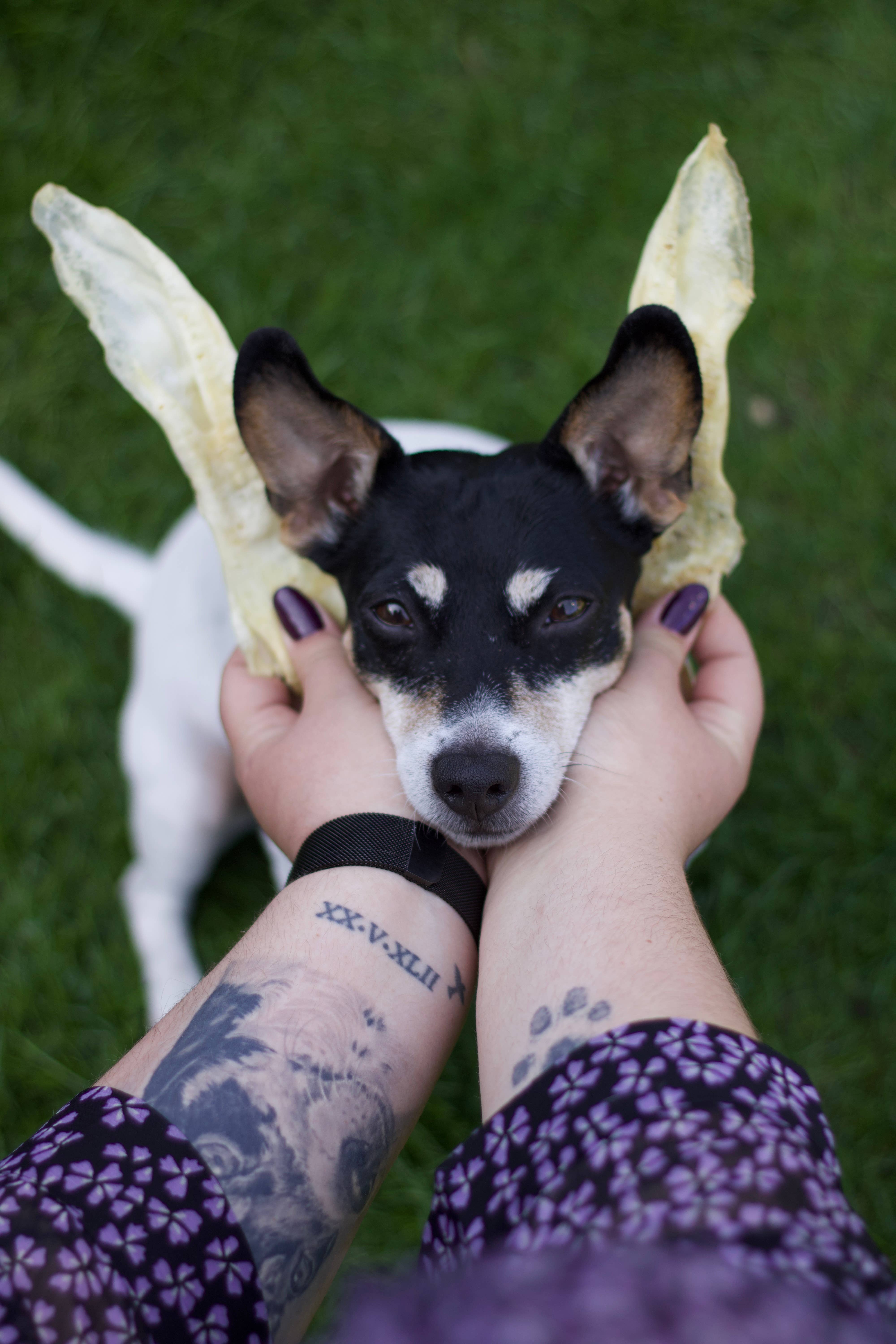 Kivo Petfood – wholesale Godis - Hund – Hundgodis - Kaninöron med päls - 100 g3