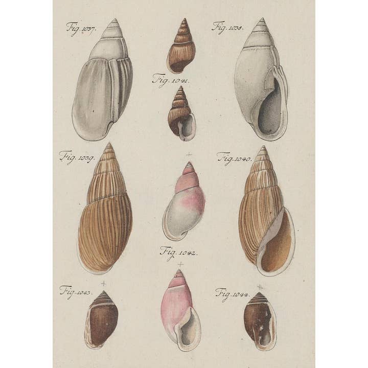 Sea to Skye - Wholesale Art Print - Antique Shells I Antique Print6
