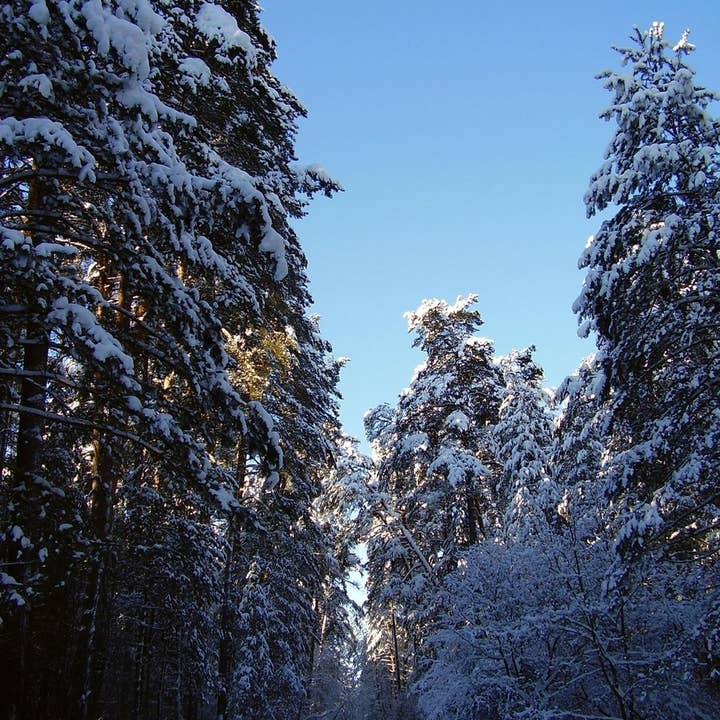 Sugared Spruce Incense Sticks for wholesale by Beaches of Tunisia, LLC