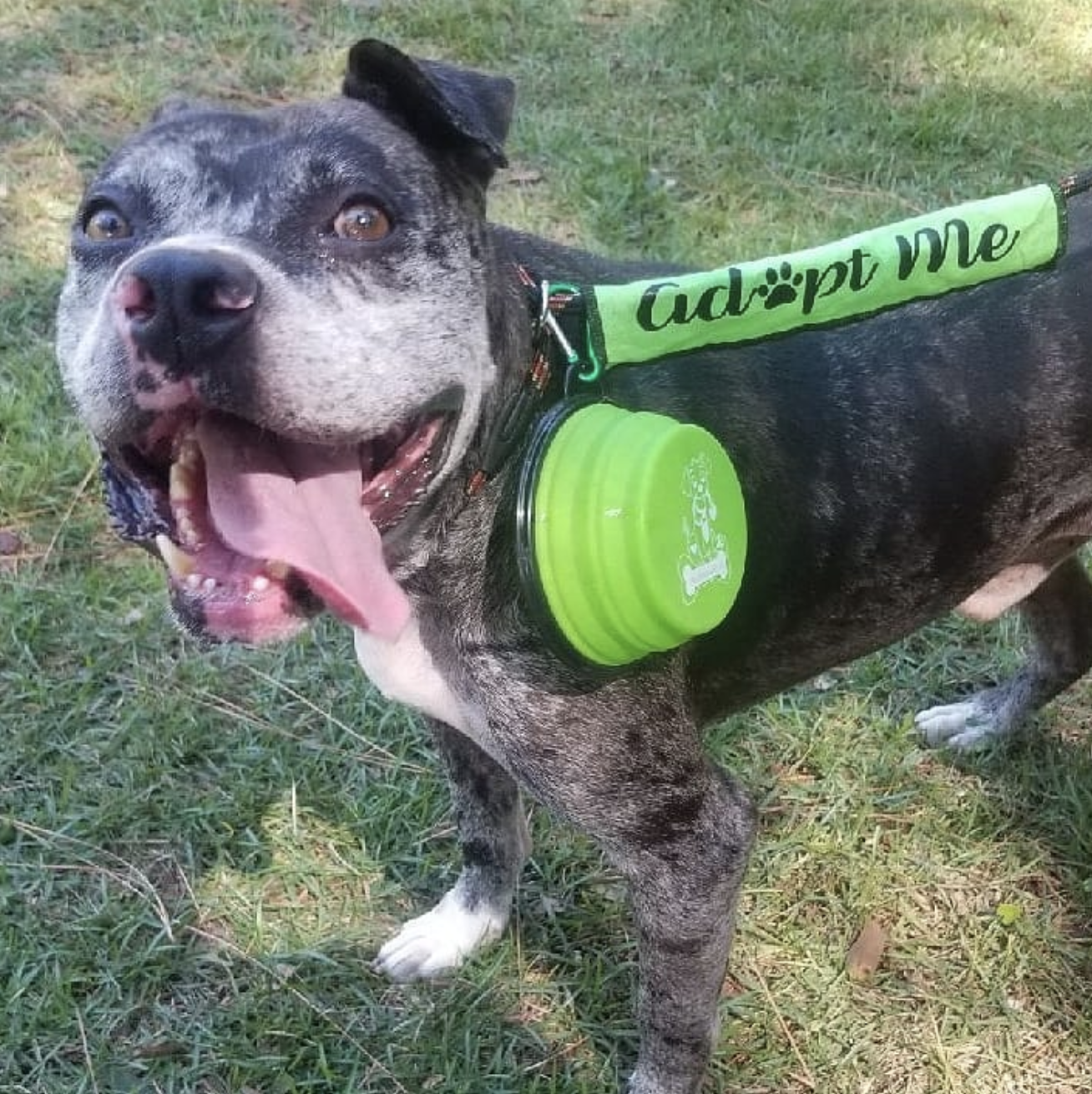 Mr. Peanut's - Wholesale Pet Bowl - Cat/Dog - Collapsible Silicone Travel Bowls - 12oz14