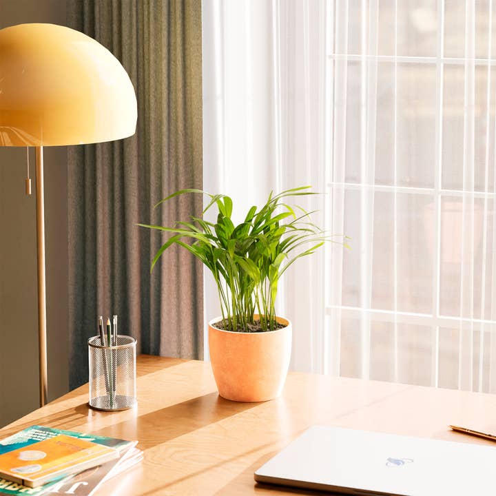 Lively Root - Wholesale Live Plant - Areca Palm Indoor Tree30