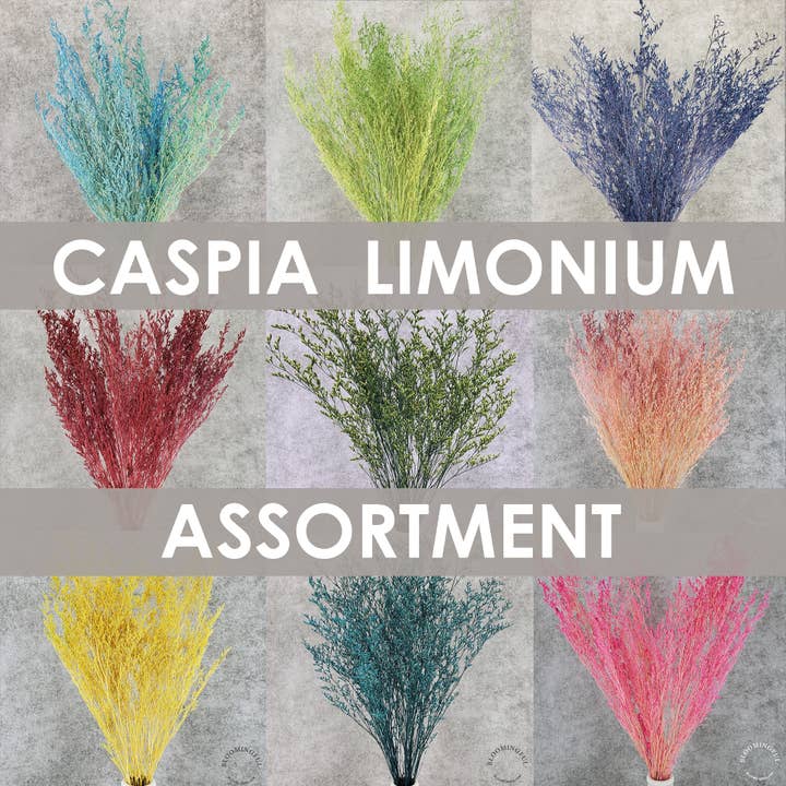 BLOOMINGFUL.COM - Wholesale Dried/Pressed Flowers - Preserved Caspia Limonium Flowers - Mixed Assorted Colors