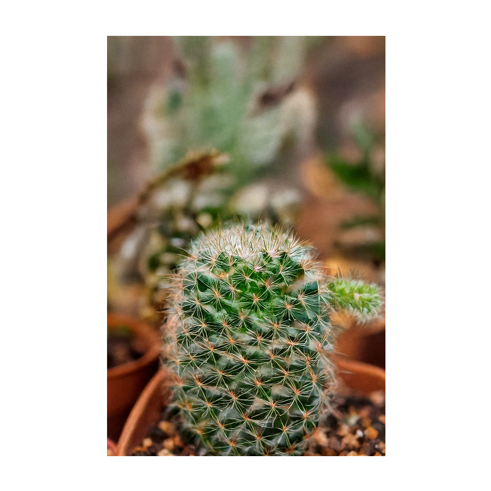 Chive - Wholesale Plant Seeds - 2026 Small Mixed Cacti Indoor Seeds Packet3