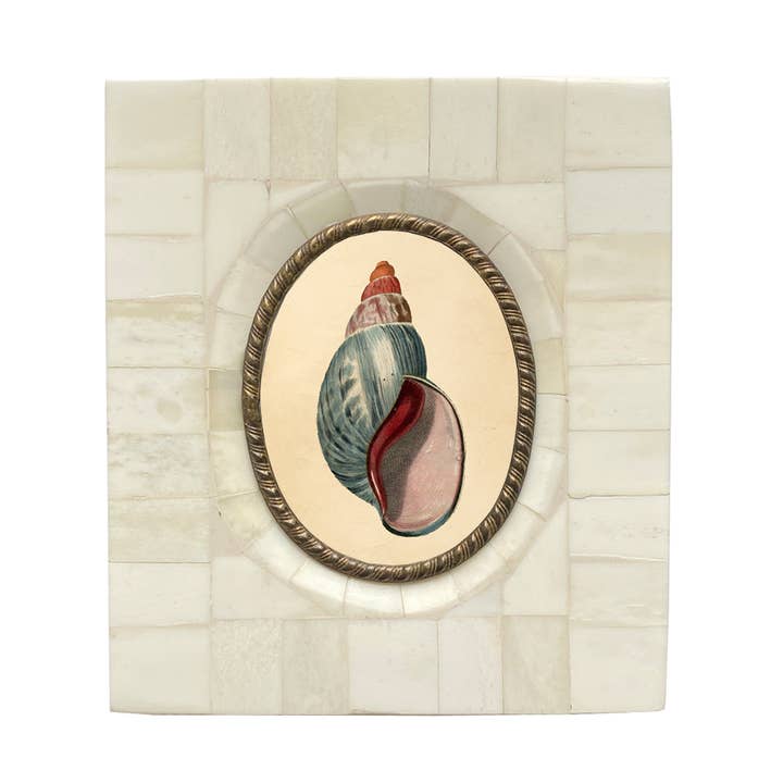 Tulipanmuslingetryk i knogle- og messingramme for engroshandel hos Madison Bay Co. - Historical Home Decor Reproductions