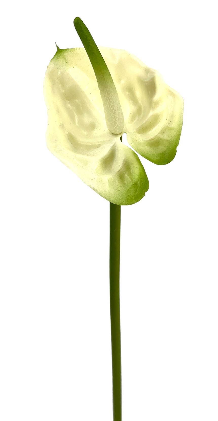 Aguilar Málaga - Wholesale Kunstbloemen - Anturium doek, crème, 42 cm (10 stuks)0